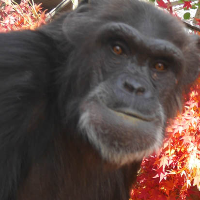 Chimpanzee Mizuki