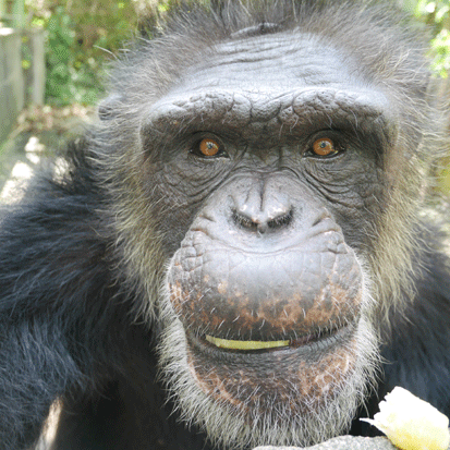 Chimpanzee Mizuo