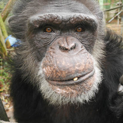Chimpanzee Mizuo