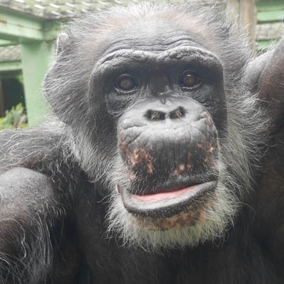 Chimpanzee Naoya
