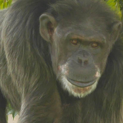 Chimpanzee Nono