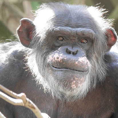 Chimpanzee Norihei