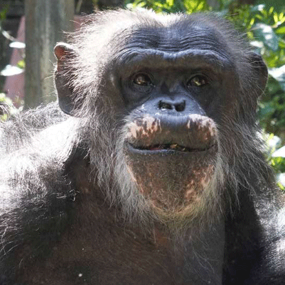 Chimpanzee Norihei