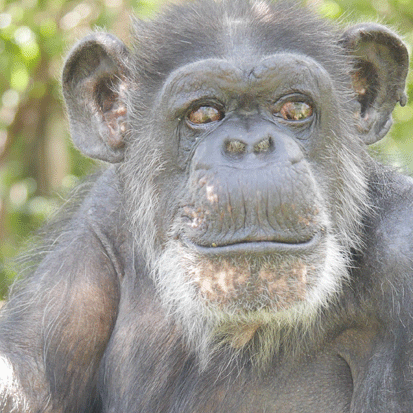 Chimpanzee Oumu