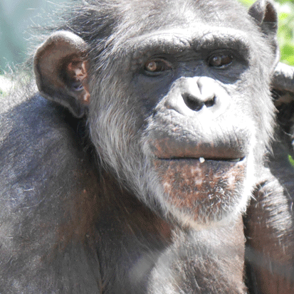 Chimpanzee Sachi