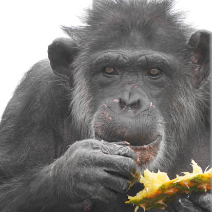 Chimpanzee Sachi