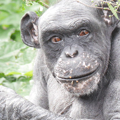 Chimpanzee Sai