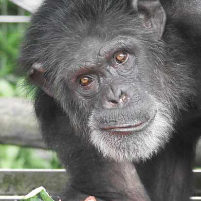 Chimpanzee Sakura