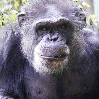 Chimpanzee Satoru
