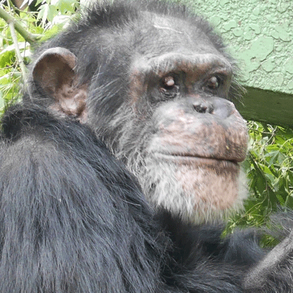 Chimpanzee Shirou