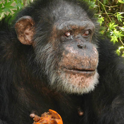 Chimpanzee Shirou