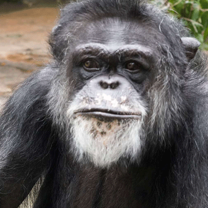 Chimpanzee Shoubou