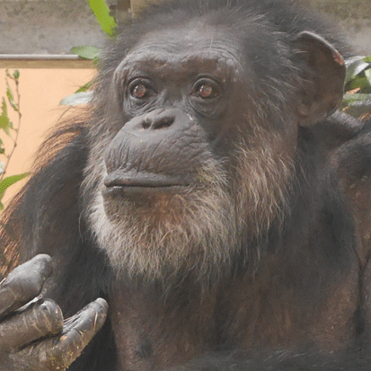 Chimpanzee Susumu