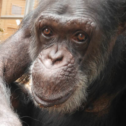 Chimpanzee Susumu