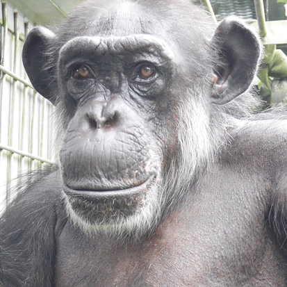 Chimpanzee Suzu