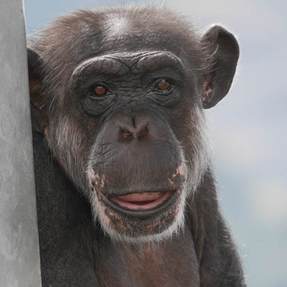 Chimpanzee Suzu