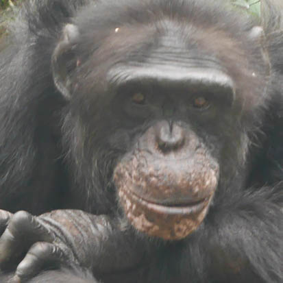 Chimpanzee Takaboh