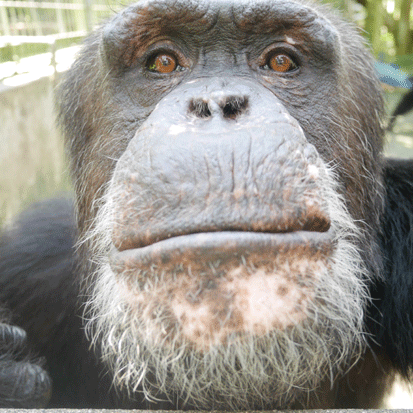 Chimpanzee Toon