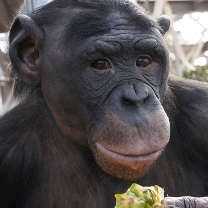 Chimpanzee Vijay