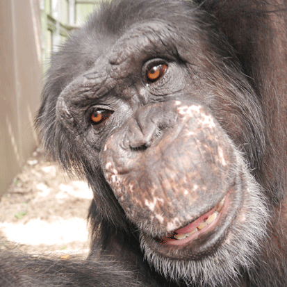 Chimpanzee Yukio