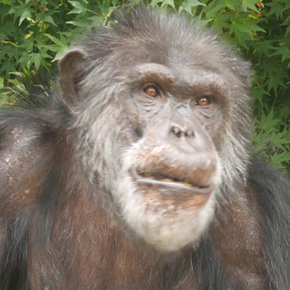 Chimpanzee Zamba
