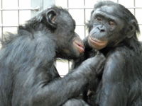 bonobos