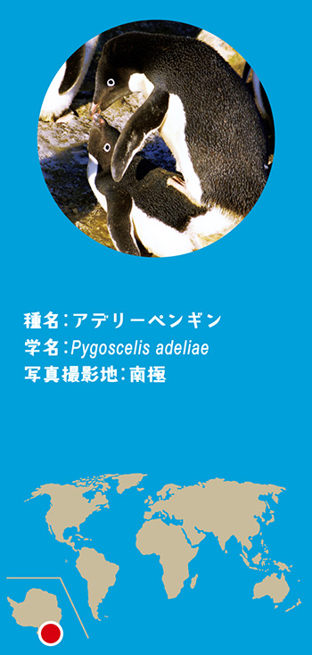 アデリーペンギン