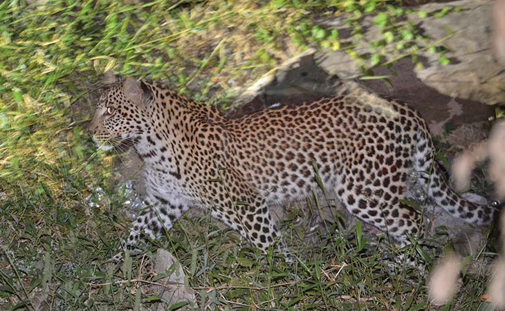 糞 ふん からわかるアフリカヒョウの獲物 えもの 京都大学野生動物研究センター