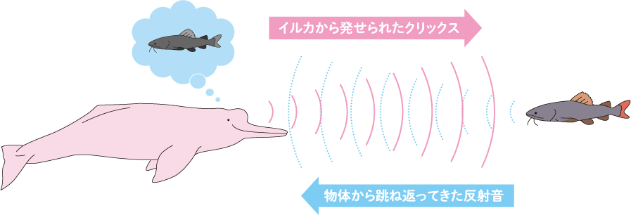 音声から探 さぐ るアマゾンカワイルカの水中行動 京都大学野生動物研究センター