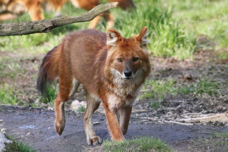 口笛ハンター ドールの会話 京都大学野生動物研究センター