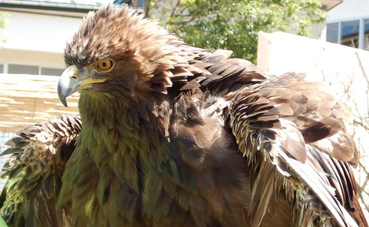 遺伝子 いでんし から見るニホンイヌワシの多様性 たようせい と保全 ほぜん 京都大学野生動物研究センター