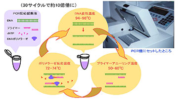 PCR増幅