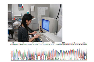 増幅したDNAの、塩基配列の確認