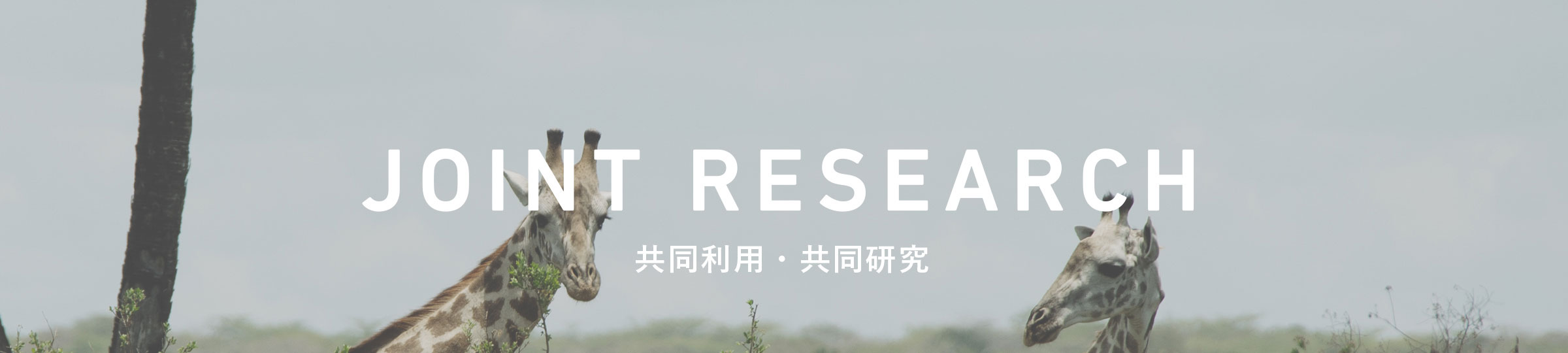 京都大学野生動物研究センター 共同利用・共同研究