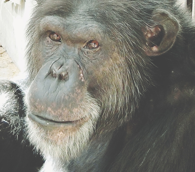 chimpanzee