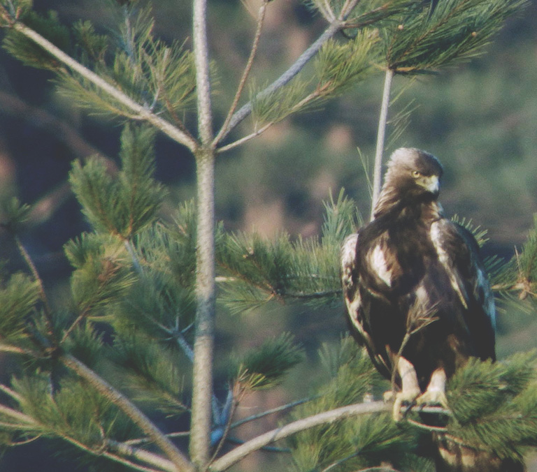 eagle