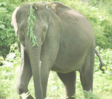 elephant