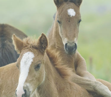 horse