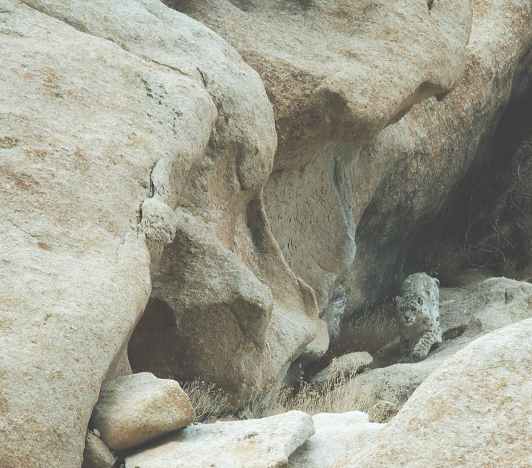 snow leopard