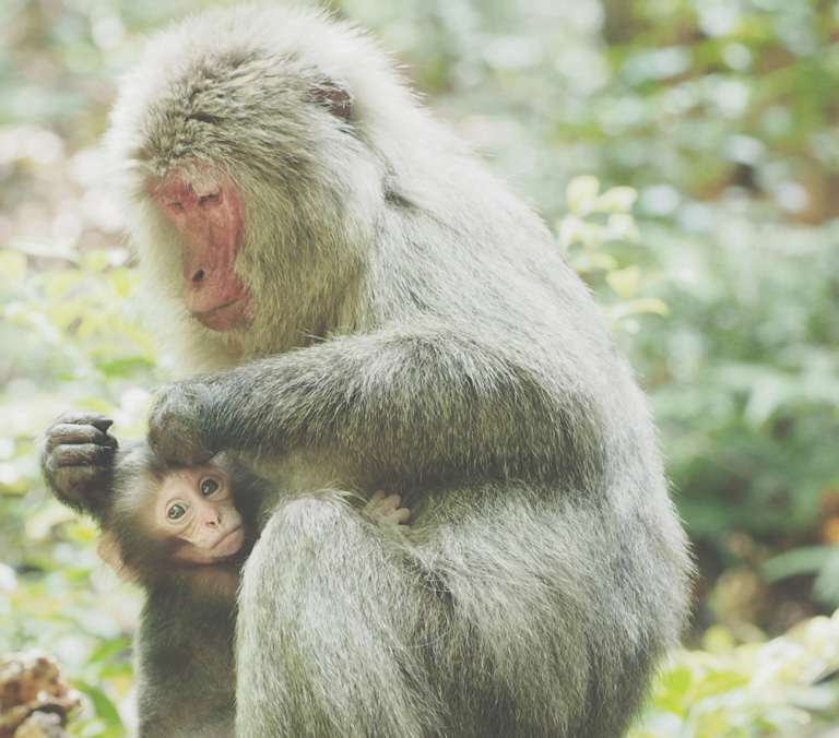 snow monkey