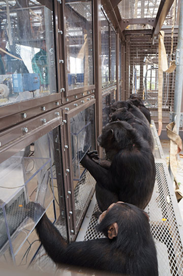 Chimpanzees-engaging in a touch-screen task