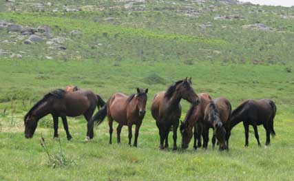 horses at Serra D'Arga, Northern Portugal