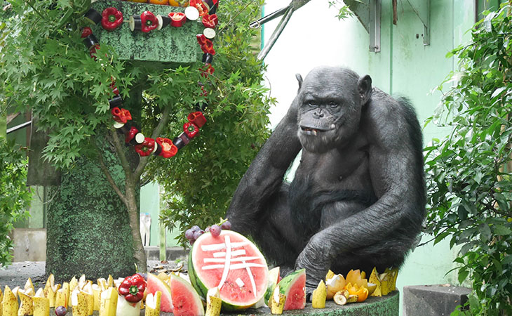 A senior chimpanzee Lennon, a 49-year-old male at Kyoto University's Kumamoto
                    Sanctuary celebrating Japan's respect for the aged day