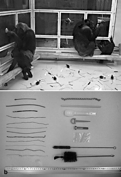 Role of mothers in the acquisition of tool-use behaviours by captive infant chimpanzees