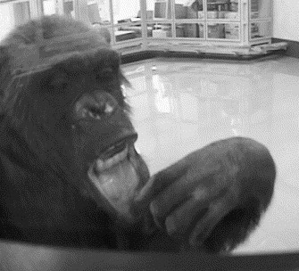 A note on the responses of chimpanzees (Pan troglodytes) to live self-images on television monitors.