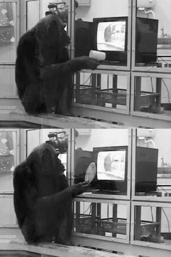 A note on the responses of chimpanzees (Pan troglodytes) to live self-images on television monitors.