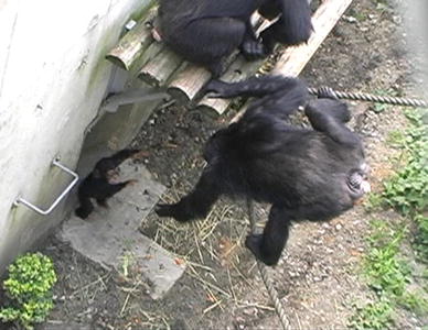 A chimpanzee mother stretching out her hand to her infant