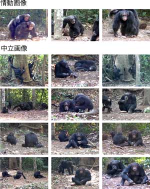 ボッソウ野生チンパンジー 情動画像-中立画像