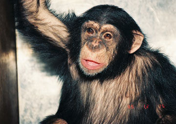 Chimpanzee Down syndrome: a case study of trisomy 22 in a captive chimpanzee  | Wildlife Research Center, Kyoto University