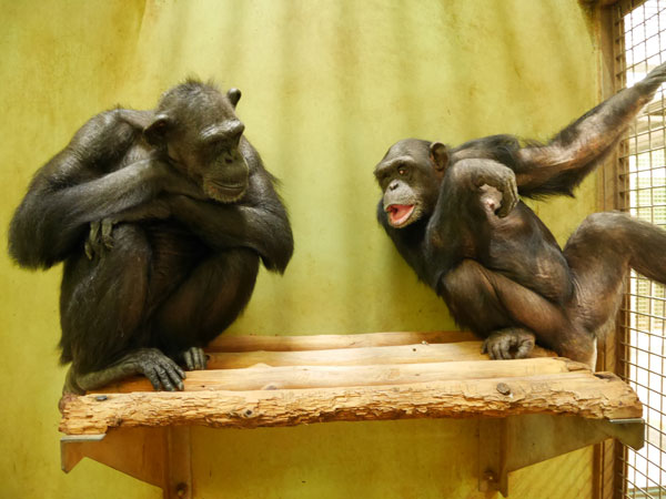Chimpanzee Down syndrome: a case study of trisomy 22 in a captive  chimpanzee | Wildlife Research Center, Kyoto University